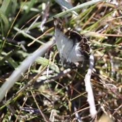 Delias harpalyce (Imperial Jezebel) at Jagungal Wilderness, NSW - 12 Mar 2018 by PeterR