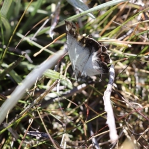 Delias harpalyce at Jagungal Wilderness, NSW - 12 Mar 2018 03:27 PM