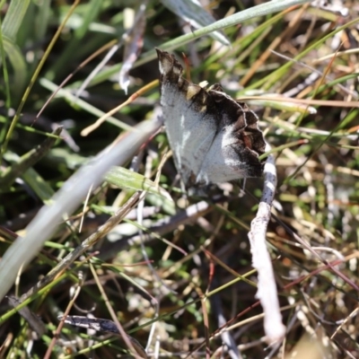 Delias harpalyce (Imperial Jezebel) at Kosciuszko National Park - 12 Mar 2018 by PeterR