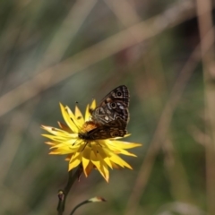 Oreixenica latialis (Small Alpine Xenica) at Jagungal Wilderness, NSW - 11 Mar 2018 by PeterR