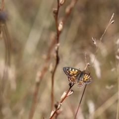 Oreixenica latialis at Jagungal Wilderness, NSW - suppressed