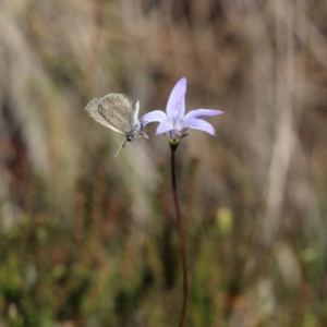 Zizina otis at Jagungal Wilderness, NSW - 11 Mar 2018 04:44 PM