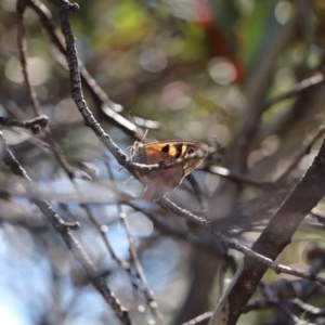 Heteronympha penelope at Jagungal Wilderness, NSW - 11 Mar 2018 03:24 PM