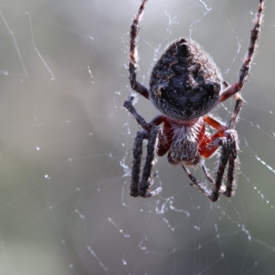 Hortophora transmarina (Garden Orb Weaver) at Acton, ACT - 2 Apr 2018 by PeterR