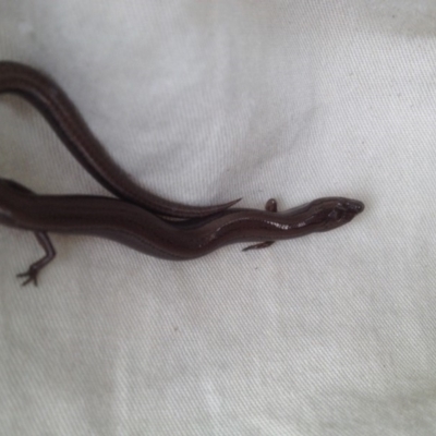 Hemiergis talbingoensis (Eastern Three-toed Earless Skink) at Yarralumla, ACT - 25 Mar 2018 by PeterR