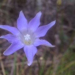 Wahlenbergia sp. (Bluebell) at Black Mountain - 10 Nov 2017 by PeterR