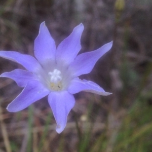 Wahlenbergia sp. at Canberra Central, ACT - 10 Nov 2017