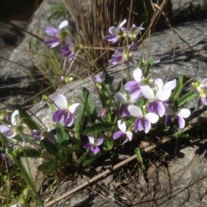 Viola betonicifolia at Cotter River, ACT - 15 Oct 2017 03:40 PM