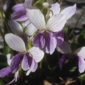 Viola betonicifolia at Cotter River, ACT - 15 Oct 2017 03:40 PM