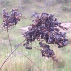 Lipotriches sp. (genus) (Halictid bee) at Mount Taylor - 19 Dec 2017 by PeterR