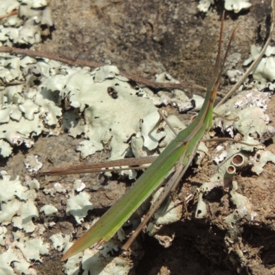 Acrida conica (Giant green slantface) at Tennent, ACT - 14 Mar 2018 by MichaelBedingfield