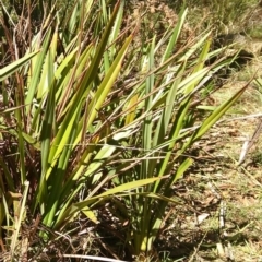 Dianella tasmanica (Tasman Flax Lily) at Tallaganda National Park - 6 Apr 2018 by MaartjeSevenster