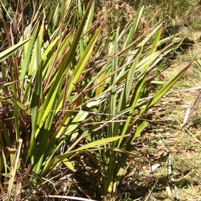 Dianella tasmanica (Tasman Flax Lily) at QPRC LGA - 6 Apr 2018 by MaartjeSevenster