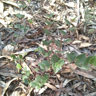 Platylobium montanum subsp. montanum (Mountain Flat Pea) at QPRC LGA - 6 Apr 2018 by MaartjeSevenster