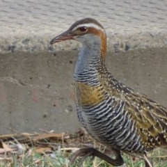 Gallirallus philippensis (Buff-banded Rail) at Watson, ACT - 7 Apr 2018 by roymcd