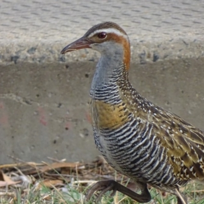Gallirallus philippensis (Buff-banded Rail) at Watson, ACT - 7 Apr 2018 by roymcd