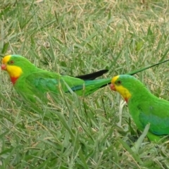 Polytelis swainsonii (Superb Parrot) at Watson, ACT - 7 Apr 2018 by roymcd