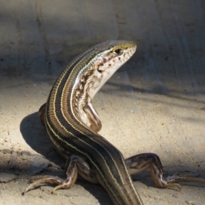 Ctenotus robustus at Stromlo, ACT - 7 Apr 2018