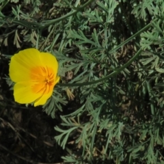 Eschscholzia californica (California Poppy) at Stromlo, ACT - 7 Apr 2018 by KumikoCallaway