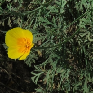 Eschscholzia californica at Stromlo, ACT - 7 Apr 2018