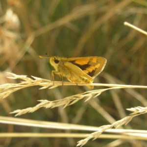 Ocybadistes walkeri at Kambah, ACT - 7 Apr 2018 10:21 AM