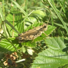 Phaulacridium vittatum (Wingless Grasshopper) at Kambah, ACT - 7 Apr 2018 by MatthewFrawley