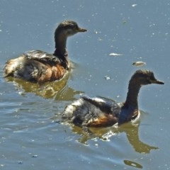 Tachybaptus novaehollandiae (Australasian Grebe) at Fyshwick, ACT - 7 Apr 2018 by RodDeb