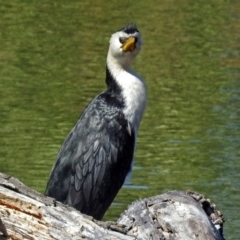 Microcarbo melanoleucos (Little Pied Cormorant) at Fyshwick, ACT - 7 Apr 2018 by RodDeb