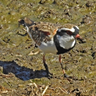 Charadrius melanops (Black-fronted Dotterel) at Fyshwick, ACT - 7 Apr 2018 by RodDeb