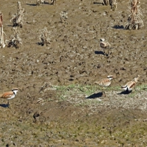 Charadrius melanops at Fyshwick, ACT - 7 Apr 2018 12:00 PM