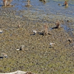 Charadrius melanops at Fyshwick, ACT - 7 Apr 2018 12:00 PM