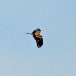 Haliastur sphenurus at Fyshwick, ACT - 7 Apr 2018