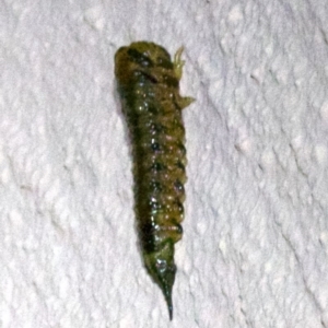 Pterygophorus sp. (genus) at Ainslie, ACT - 6 Apr 2018