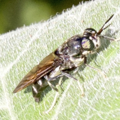 Hermetia illucens (American Soldier Fly) at Ainslie, ACT - 3 Apr 2018 by jb2602