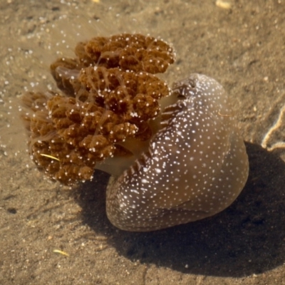 Phyllorhiza punctata (Australian Spotted Jellyfish) at Lake Curalo - 2 Apr 2018 by RossMannell