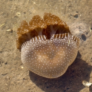 Phyllorhiza punctata at Lake Curalo - 2 Apr 2018