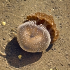 Phyllorhiza punctata at Lake Curalo - 2 Apr 2018 11:07 AM