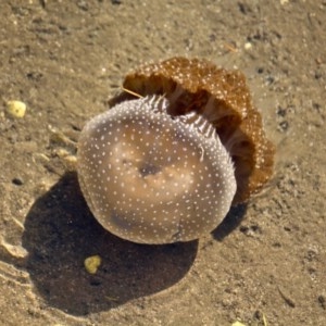 Phyllorhiza punctata at Lake Curalo - 2 Apr 2018