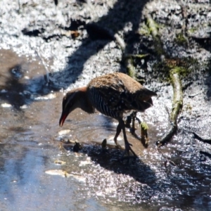 Gallirallus philippensis at Lake Curalo - 2 Apr 2018