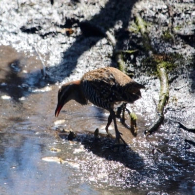 Gallirallus philippensis (Buff-banded Rail) at Eden, NSW - 2 Apr 2018 by RossMannell