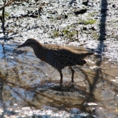 Gallirallus philippensis at Lake Curalo - 2 Apr 2018 11:01 AM