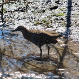 Gallirallus philippensis at Lake Curalo - 2 Apr 2018