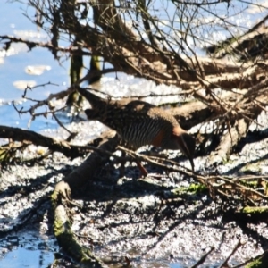 Gallirallus philippensis at Lake Curalo - 2 Apr 2018