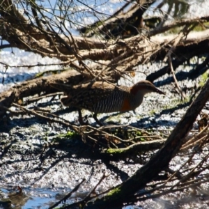 Gallirallus philippensis at Lake Curalo - 2 Apr 2018