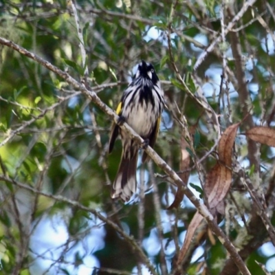 Phylidonyris novaehollandiae (New Holland Honeyeater) at Lake Curalo - 2 Apr 2018 by RossMannell