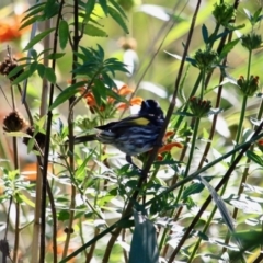 Phylidonyris novaehollandiae at Lake Curalo - 2 Apr 2018 10:25 AM