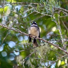 Rhipidura albiscapa (Grey Fantail) at Eden, NSW - 2 Apr 2018 by RossMannell