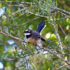 Rhipidura albiscapa at Eden, NSW - 2 Apr 2018