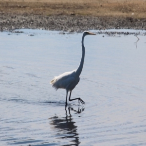 Ardea alba at Lake Curalo - 2 Apr 2018