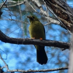 Manorina melanophrys (Bell Miner) at Lake Curalo - 2 Apr 2018 by RossMannell